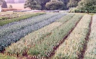 onions gardening beds