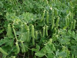 Organically grown peas