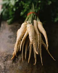 Parsnips-harvested