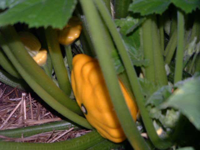 Patty Pan Squash