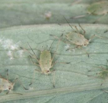 Pea Aphid