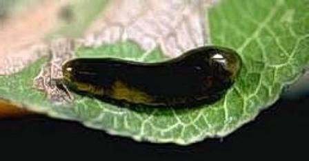 Pear Sawfly Pear Sawfly