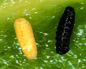 Pepper Maggot Larva