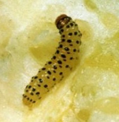Pickleworm Pickleworm