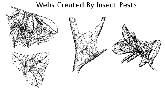 Webs Created by Insect Pests