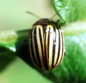 Potato Beetle