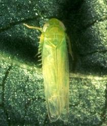 Potato Leafhopper Potato Leafhopper