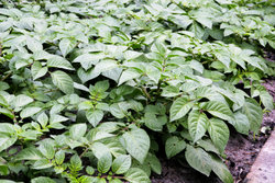 Potato Plants