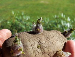 Potato Seed Tuber