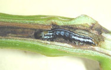 Potato Stalk Borer