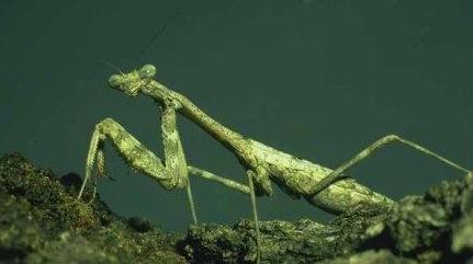 Praying Mantids