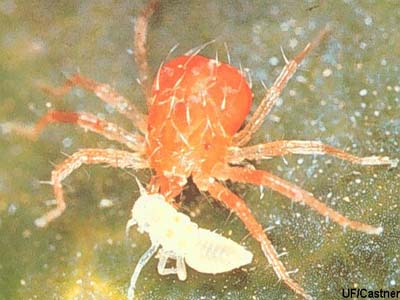 Predatory Mite