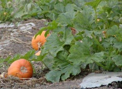 Pumpkin Plants