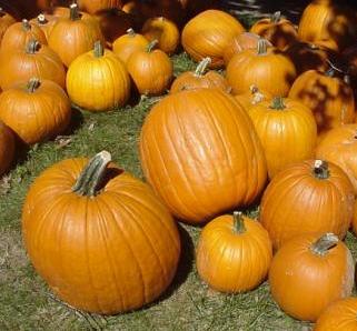 Pumpkins