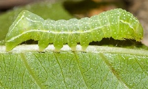 Pyramidal Fruitworm