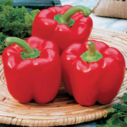 Red Bell Pepper