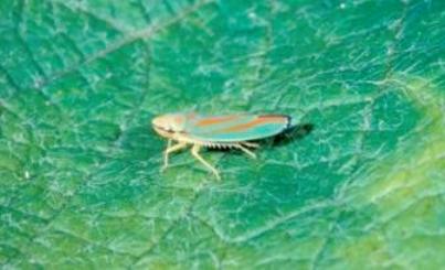 Redbanded Leafhopper