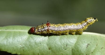 Redhumped Caterpillar