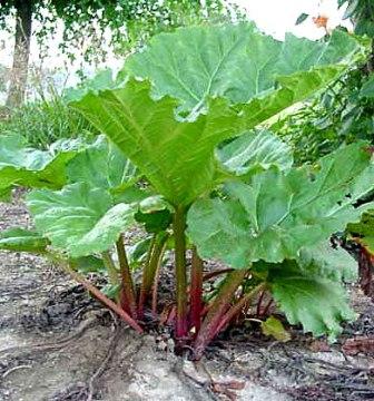 Rhubarb