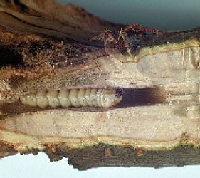 Roundheaded Appletree Borer