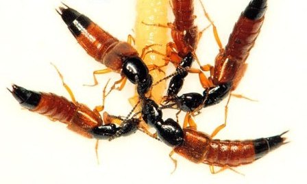 Rove Beetle