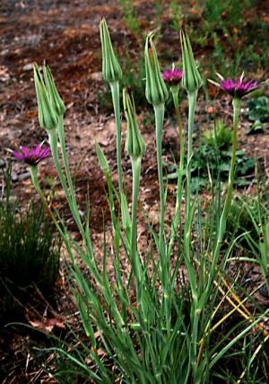 Salsify Plant