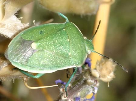 Say Stink Bug