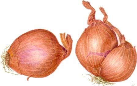 Green shallots Green shallots
