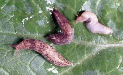Slugs Slugs