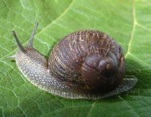 Snail Snail