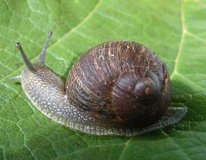 Snail