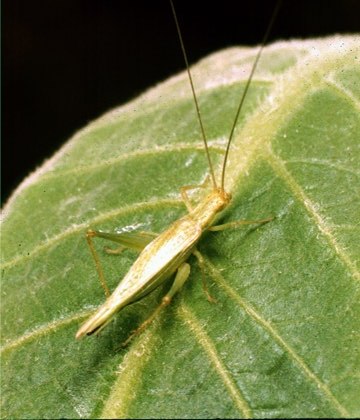 Snowy Tree Cricket