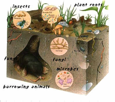 soil life