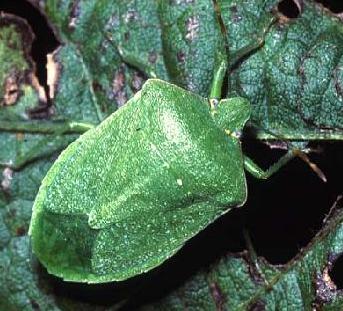 Southern Green Stink Bug Southern Green Stink Bug