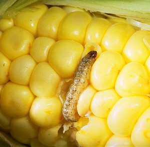 Southwestern Corn Borer