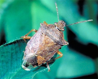 Spined Soldier Bug