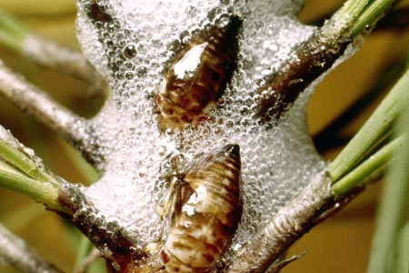 Spittlebugs Spittlebugs