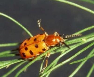 Spotted Asparagus Beetle