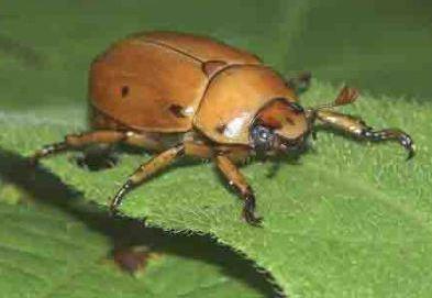 Spotted Grapevine Beetle