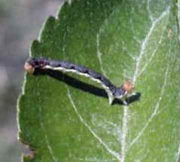 Spring Cankerworm