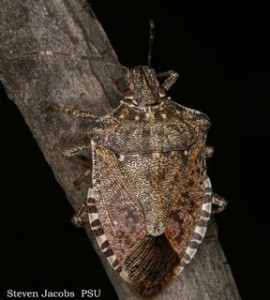 Stink Bug