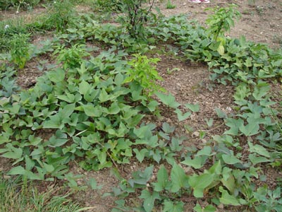 Sweet Potatoes Plants