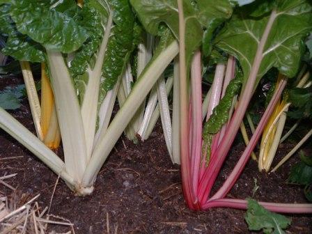 swiss chard