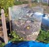 My Wire Mesh Compost Bin (blue tarp below is a free standing pile)