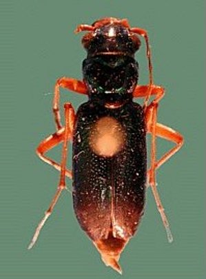 Tiger Beetle Tiger Beetle