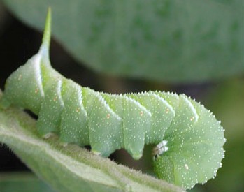 Tomato Hornworm