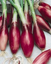 Torpedo Onions