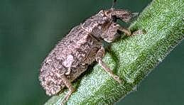 Vegetable Weevil