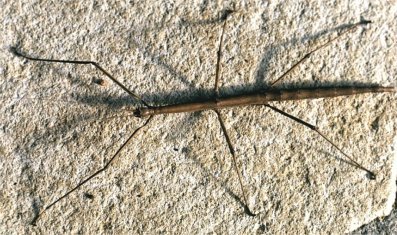 Walkingstick Walkingstick