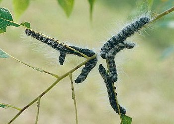 Walnut Caterpillar